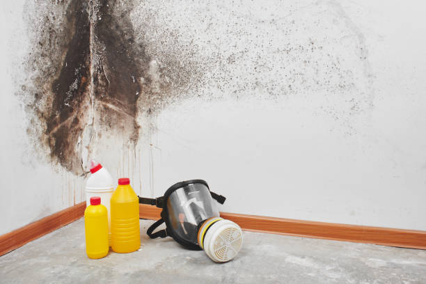 Best Best Mold Removal Companies  in Denton, NC