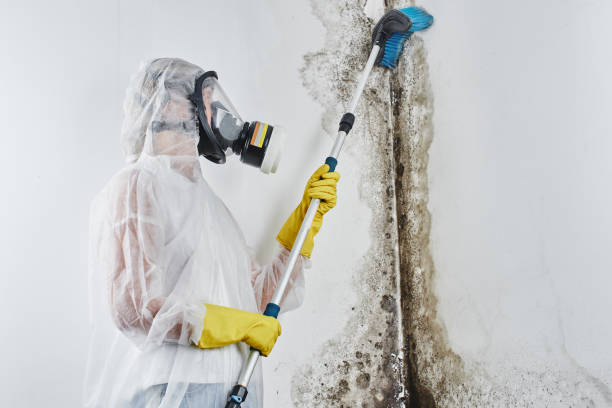 Office Mold Removal Services in Denton, NC