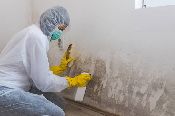 Best Mold Removal and Inspection  in Denton, NC