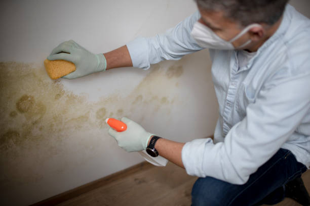 Best Commercial Mold Removal  in Denton, NC