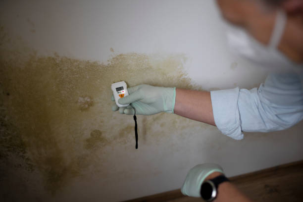 Best Affordable Mold Removal  in Denton, NC