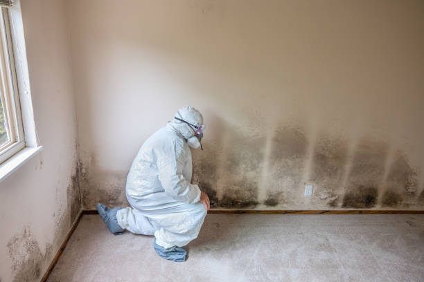 Reliable Denton, NC Mold Removal Solutions