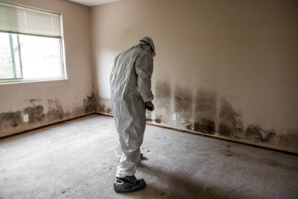 Best Mold Damage Repair  in Denton, NC