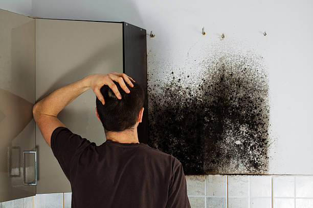 Best Mold Removal Company Near Me  in Denton, NC